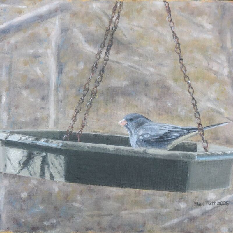 "Junco at a Feeder"
11 in. by 14 in.
Oil on canvas
CAD$300